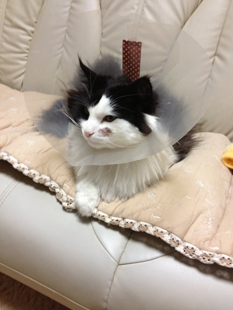 f:id:nvtomo:20130204225719j:plain f:id:nvtomo:20130204225719j:plain