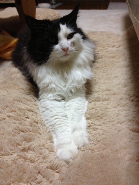 f:id:nvtomo:20130204225752j:plain f:id:nvtomo:20130204225752j:plain