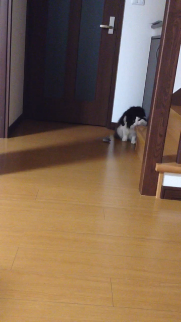 f:id:nvtomo:20140509225210j:plain f:id:nvtomo:20140509225210j:plain