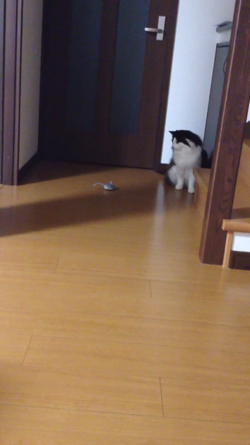 f:id:nvtomo:20140509225241j:plain f:id:nvtomo:20140509225241j:plain