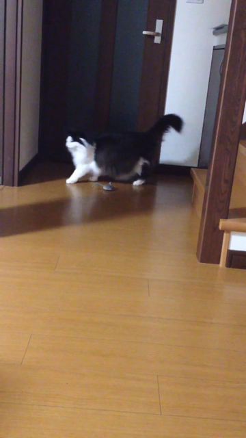 f:id:nvtomo:20140509225324j:plain f:id:nvtomo:20140509225324j:plain