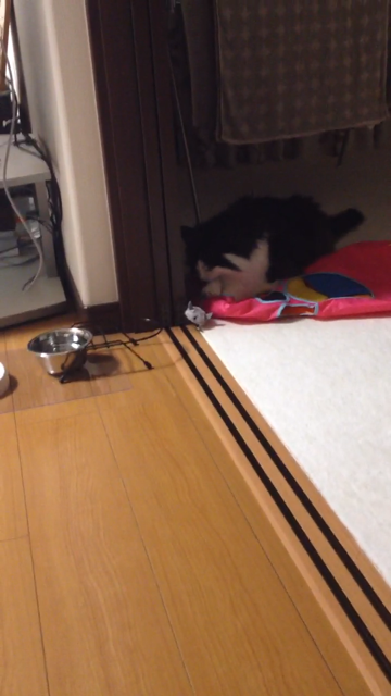 f:id:nvtomo:20140516210736j:plain f:id:nvtomo:20140516210736j:plain