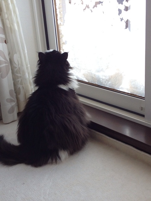 f:id:nvtomo:20150106182120j:plain f:id:nvtomo:20150106182120j:plain