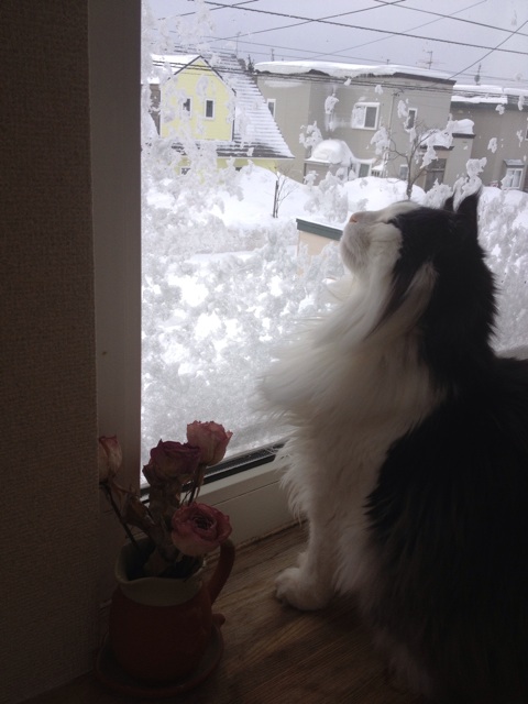 f:id:nvtomo:20150106182208j:plain f:id:nvtomo:20150106182208j:plain