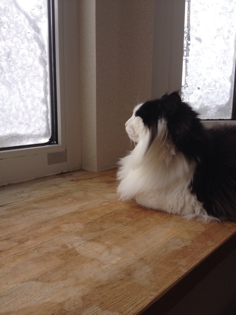 f:id:nvtomo:20150106182253j:plain f:id:nvtomo:20150106182253j:plain