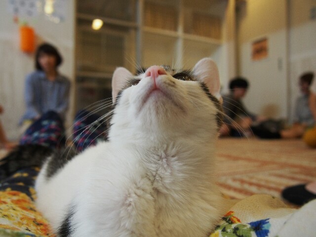 f:id:nyabeko:20160305020236j:image f:id:nyabeko:20160305020236j:image