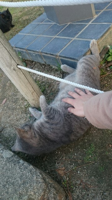 f:id:nyabeko:20160307184923j:image f:id:nyabeko:20160307184923j:image