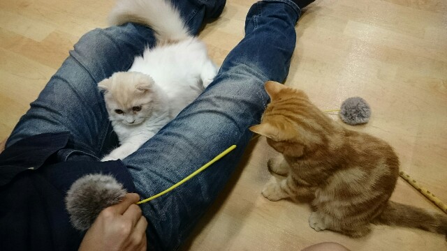 f:id:nyabeko:20160308200808j:image f:id:nyabeko:20160308200808j:image