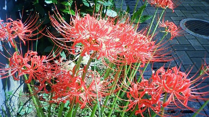 f:id:nyancotan:20101004125300j:plain f:id:nyancotan:20101004125300j:plain
