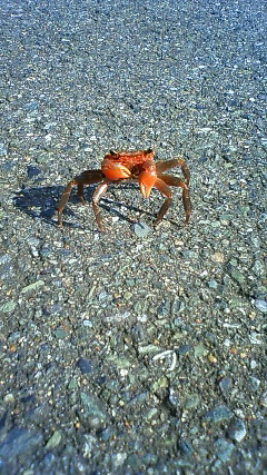 f:id:nyancotan:20101010092800j:plain f:id:nyancotan:20101010092800j:plain