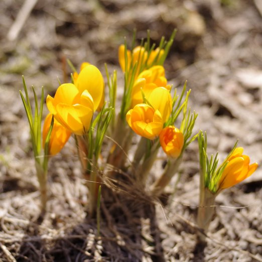 f:id:nyancotan:20140413171858j:plain f:id:nyancotan:20140413171858j:plain