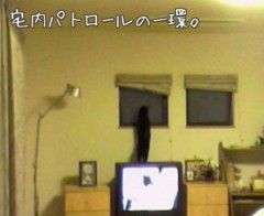 f:id:nyangoro:20090726232248j:image f:id:nyangoro:20090726232248j:image