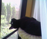 f:id:nyangoro:20100502152344j:image f:id:nyangoro:20100502152344j:image