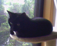 f:id:nyangoro:20110522130115j:image f:id:nyangoro:20110522130115j:image
