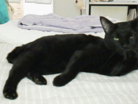 f:id:nyangoro:20131007202549j:image f:id:nyangoro:20131007202549j:image