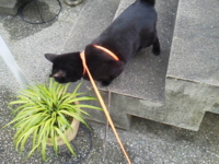 f:id:nyangoro:20140426163205j:image f:id:nyangoro:20140426163205j:image