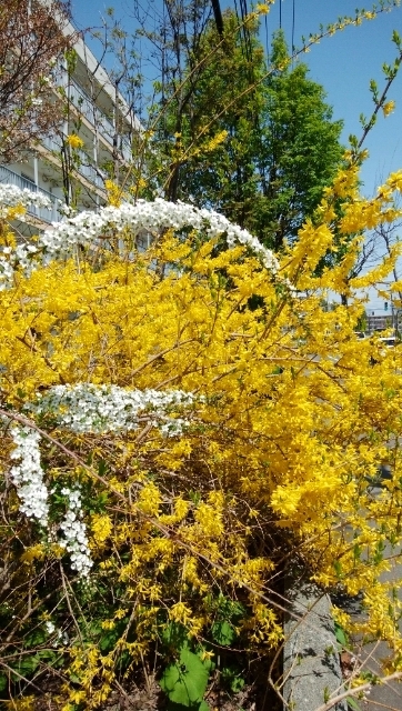 http://cdn-ak.f.st-hatena.com/images/fotolife/n/nyannyan5/20180508/20180508004548.jpg