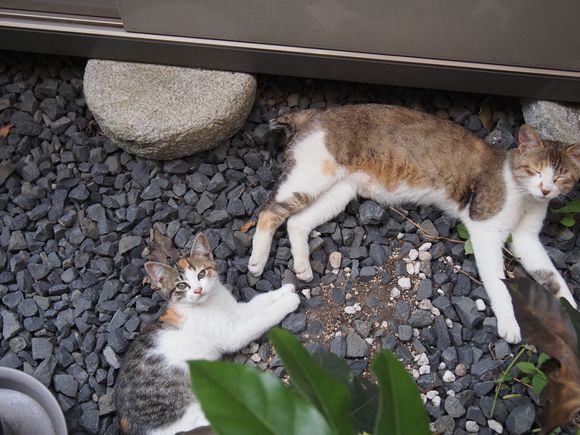 f:id:nyansnyans:20150725213310j:plain f:id:nyansnyans:20150725213310j:plain