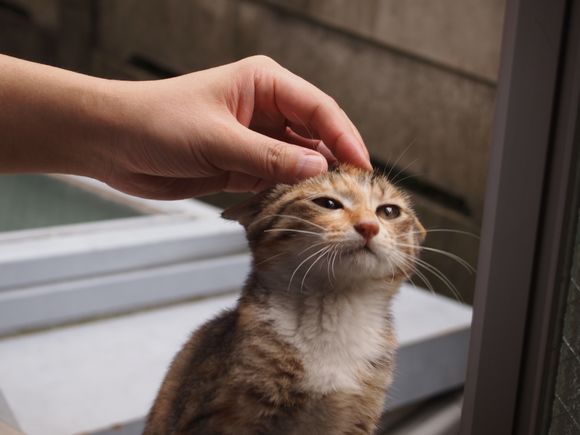 f:id:nyansnyans:20150908094153j:plain f:id:nyansnyans:20150908094153j:plain