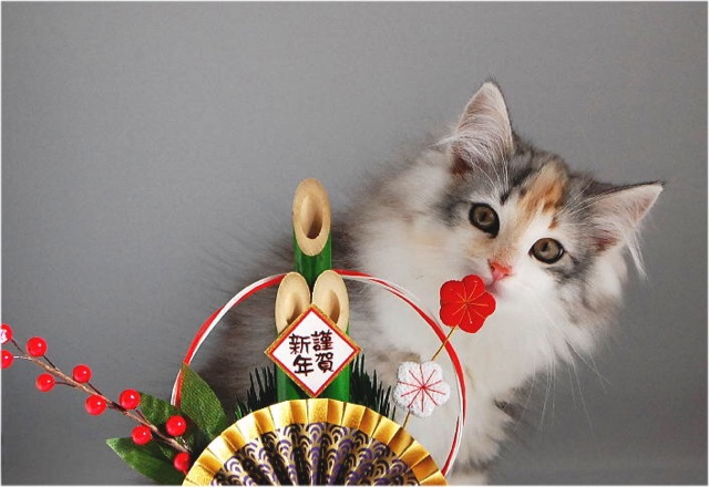 f:id:nyaobin:20150101083425j:plain f:id:nyaobin:20150101083425j:plain