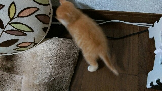 f:id:nyarome12:20160508121846j:image f:id:nyarome12:20160508121846j:image