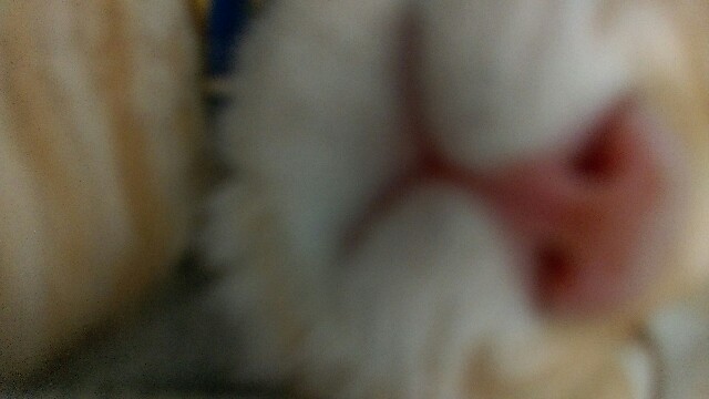 f:id:nyarome12:20160523182300j:image f:id:nyarome12:20160523182300j:image