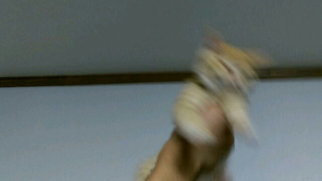 f:id:nyarome12:20160605165513j:image f:id:nyarome12:20160605165513j:image
