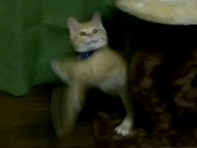f:id:nyarome12:20160616234828j:image f:id:nyarome12:20160616234828j:image
