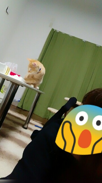 f:id:nyarome12:20160616235903j:image f:id:nyarome12:20160616235903j:image