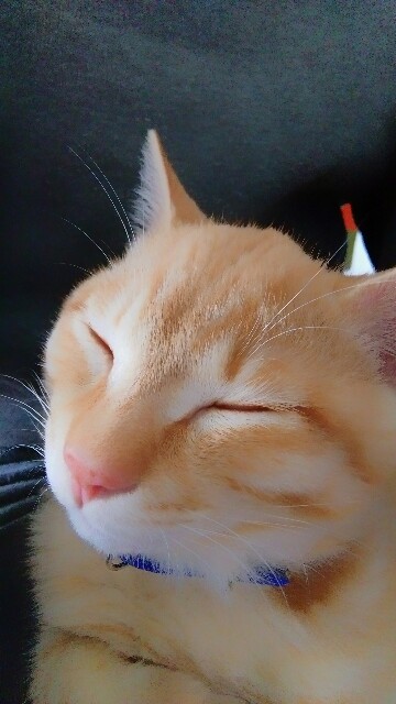 f:id:nyarome12:20160618004641j:image f:id:nyarome12:20160618004641j:image