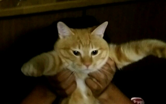 f:id:nyarome12:20160701202209j:image f:id:nyarome12:20160701202209j:image