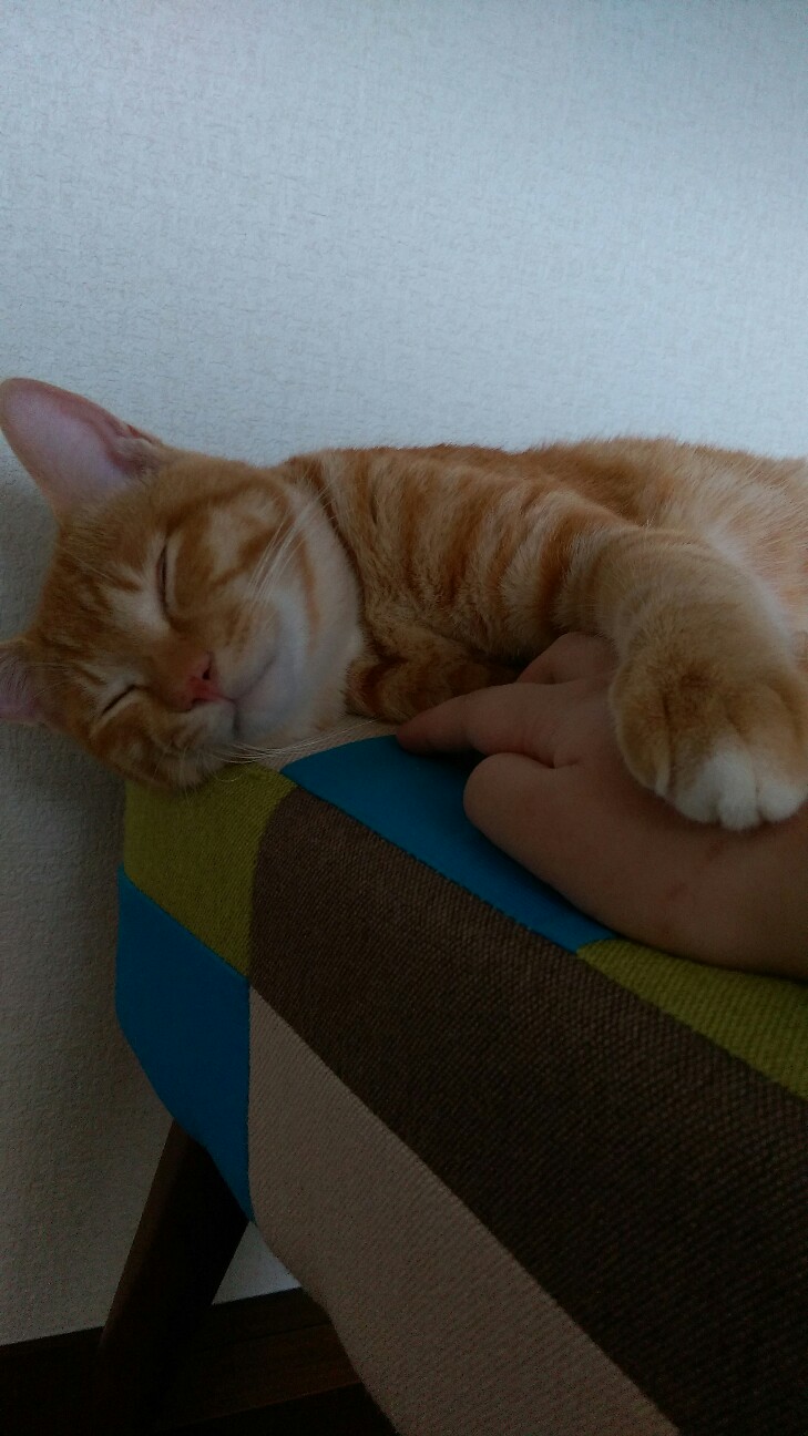 f:id:nyarome12:20160709195246j:image f:id:nyarome12:20160709195246j:image