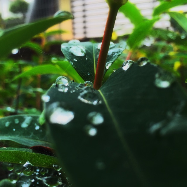 f:id:nyokki2goochan:20150709154809j:image f:id:nyokki2goochan:20150709154809j:image