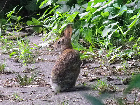 ニューヨークの野ウサギ