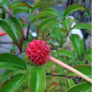 f:id:oakoak:20141016162643j:plain f:id:oakoak:20141016162643j:plain