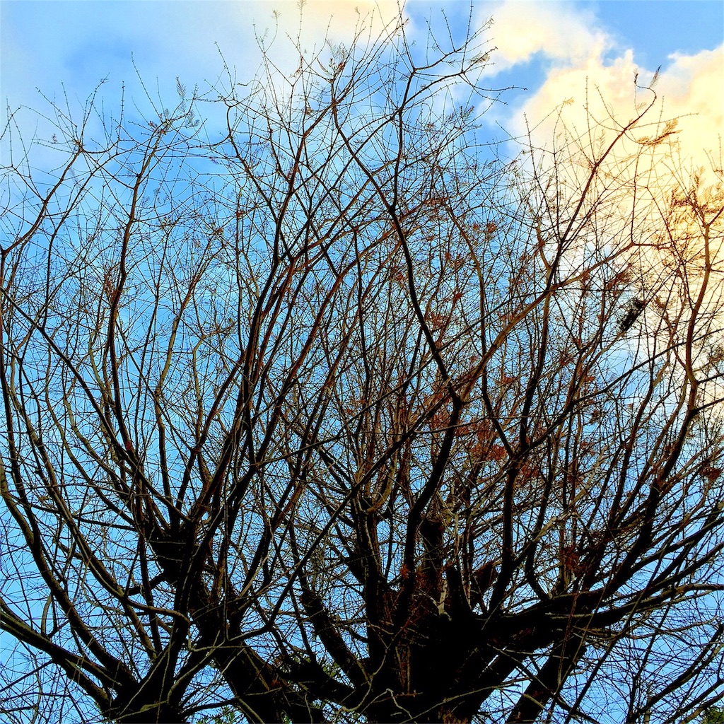 f:id:oakoak:20151228074659j:image f:id:oakoak:20151228074659j:image