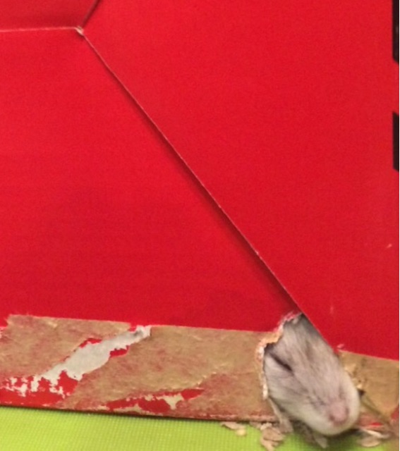 f:id:oasismath:20150718171738j:image f:id:oasismath:20150718171738j:image
