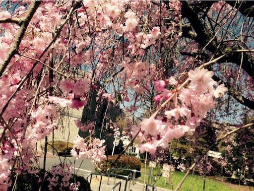 f:id:ocai_mrk21:20160411193613j:image f:id:ocai_mrk21:20160411193613j:image