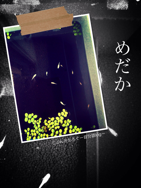 f:id:ocasira:20131005000153j:plain f:id:ocasira:20131005000153j:plain