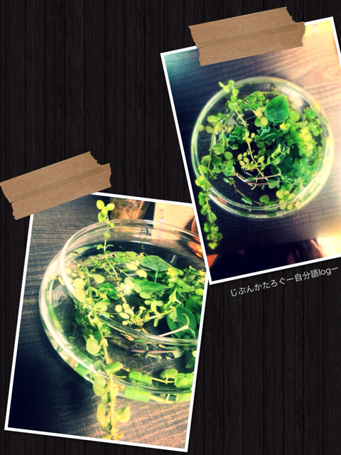 f:id:ocasira:20131017164820j:plain f:id:ocasira:20131017164820j:plain
