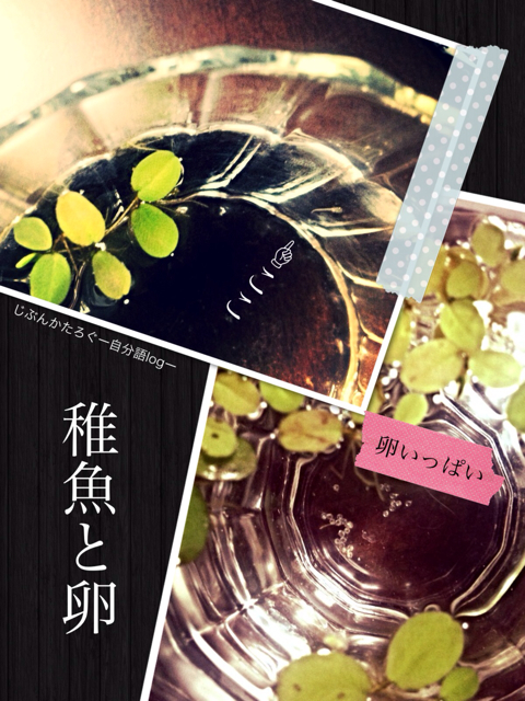 f:id:ocasira:20131023234207j:plain f:id:ocasira:20131023234207j:plain