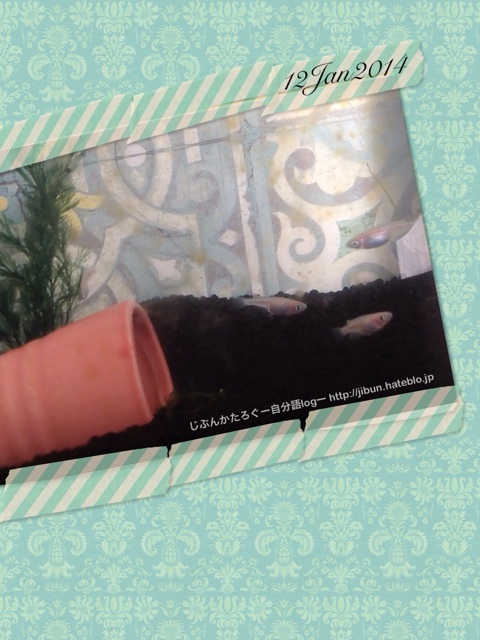 f:id:ocasira:20140112015508j:plain f:id:ocasira:20140112015508j:plain
