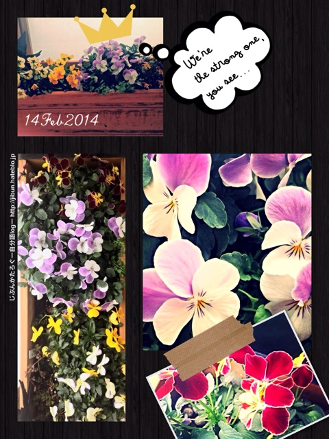 f:id:ocasira:20140214171202j:plain f:id:ocasira:20140214171202j:plain