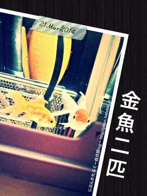 f:id:ocasira:20140321234425j:plain f:id:ocasira:20140321234425j:plain