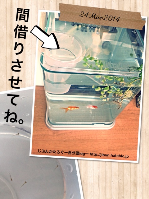 f:id:ocasira:20140324121838j:plain f:id:ocasira:20140324121838j:plain