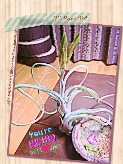 f:id:ocasira:20140327005336j:plain f:id:ocasira:20140327005336j:plain