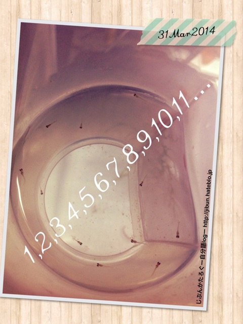 f:id:ocasira:20140331003308j:plain f:id:ocasira:20140331003308j:plain