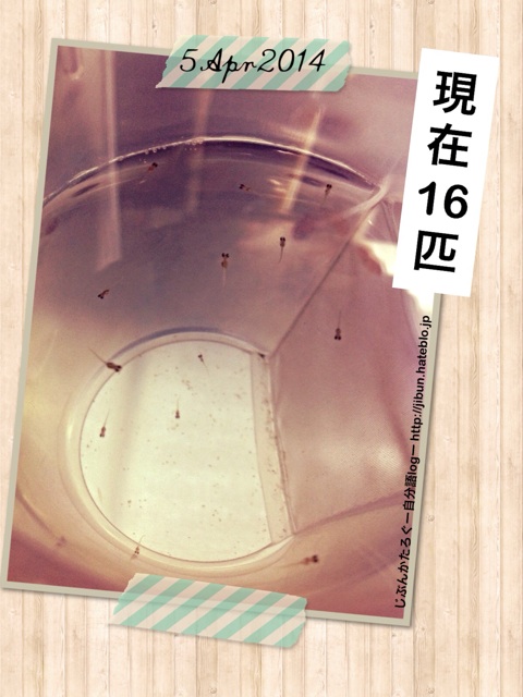 f:id:ocasira:20140405175559j:plain f:id:ocasira:20140405175559j:plain