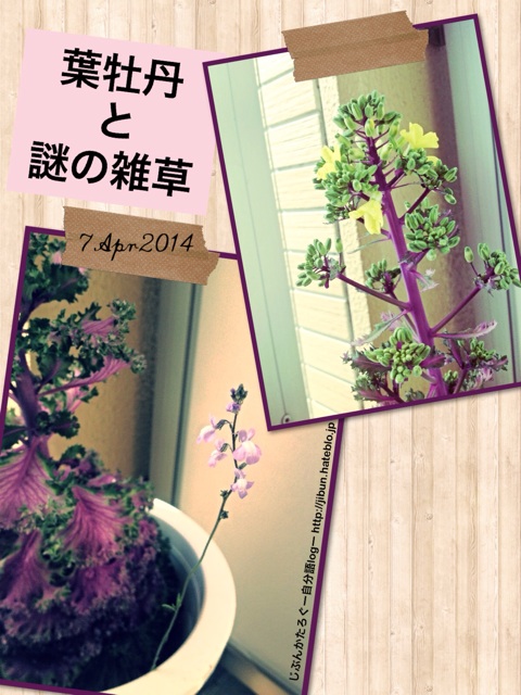 f:id:ocasira:20140407101438j:plain f:id:ocasira:20140407101438j:plain