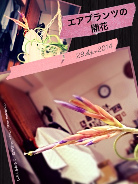 f:id:ocasira:20140429212731j:plain f:id:ocasira:20140429212731j:plain